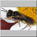 Lindenius albilabris - Grabwespe m001c 6mm - Sandgrube Niedringhaussee-det.jpg